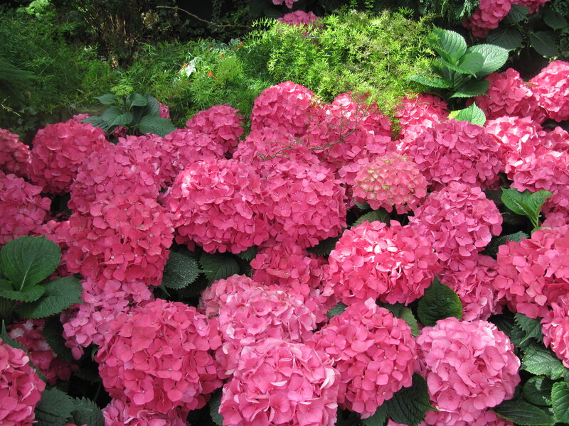 Pink Hydrangea Flowers — Calm, Afternoon, Photograph, Green Leaves, Foliage