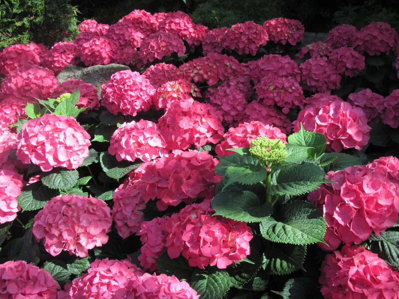 Pink Hydrangea Flowers — Calm, Afternoon, Photograph, Green Leaves, Rock