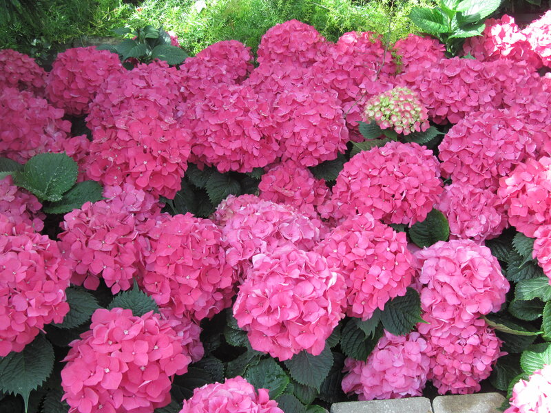 Pink Hydrangea Flowers — Calm, Afternoon, Photograph, Green Leaves, Stone Border