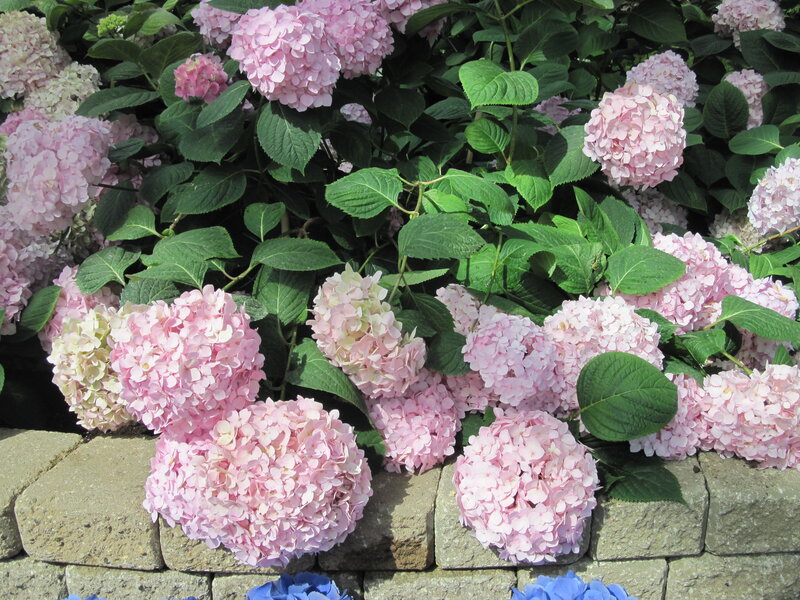 Pink Hydrangea Flowers — Calm, Afternoon, Photograph, Green Leaves, Stone Wall