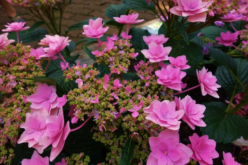 Pink Hydrangea Flowers — Calm, Afternoon, Photograph, Leaves, Green Buds