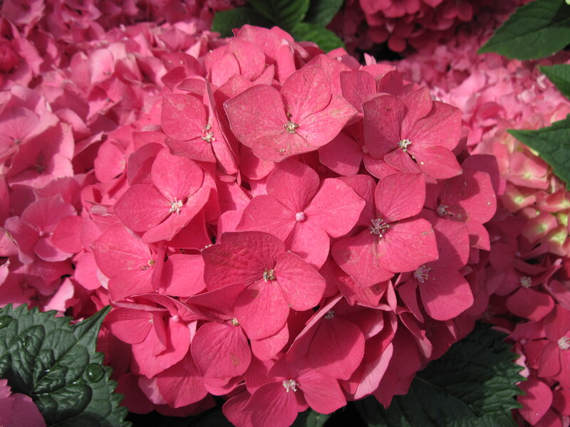 Pink Hydrangea Flowers — Calm, Afternoon, Photograph, Leaves