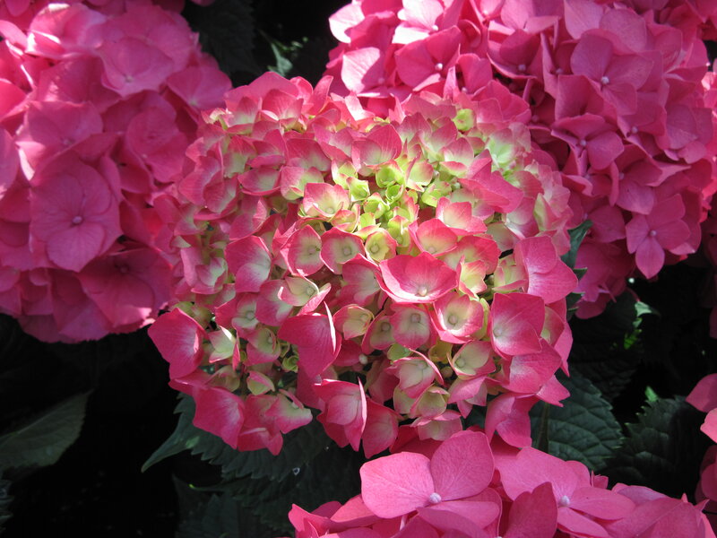 Pink Hydrangea Flowers — Calm, Afternoon, Photograph