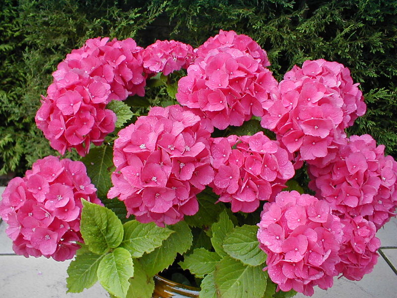 Pink Hydrangea Flowers — Calm, Afternoon