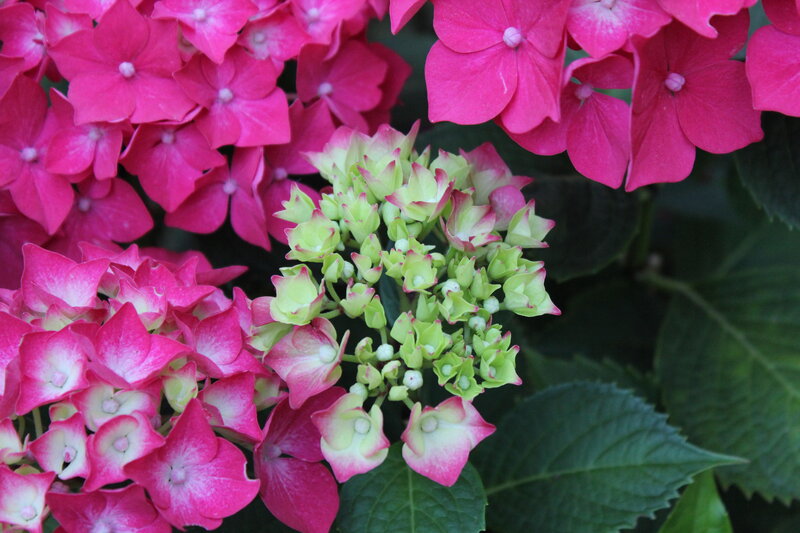Pink Hydrangea Flowers — Calm, Photograph, Buds, Leaves