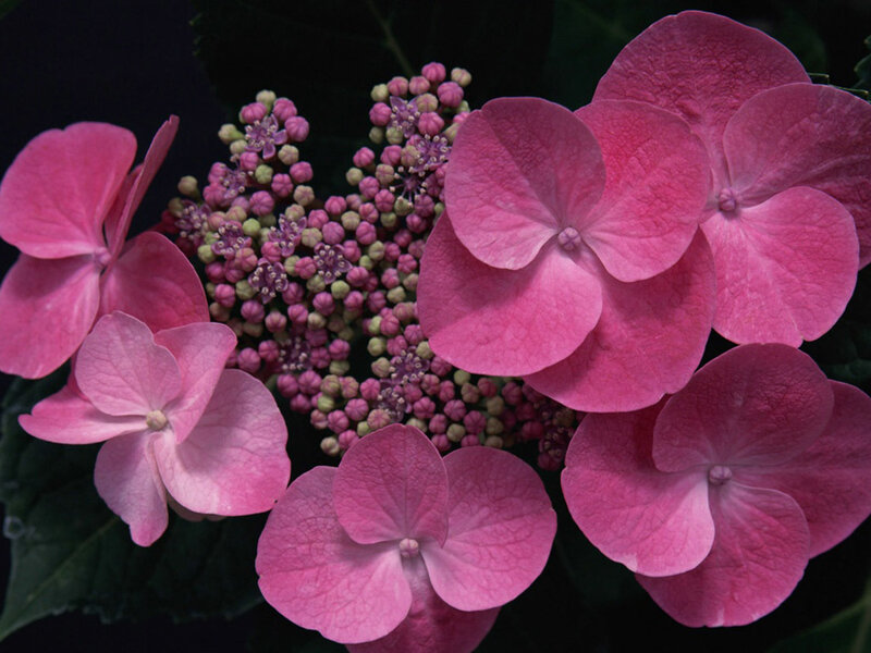 Pink Hydrangea Flowers — Calm, Photograph, Flower Cluster