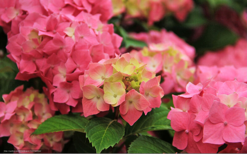Pink Hydrangea Flowers — Calm, Photograph, Green Leaves, Bloom