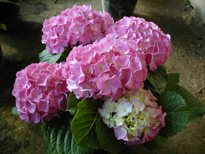 Pink Hydrangea Flowers — Calm, Photograph, Green Leaves, Soil