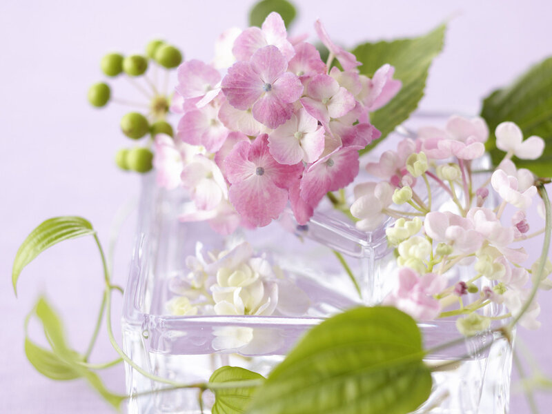 Pink Hydrangea Flowers — Calm, Photograph, Green Leaves