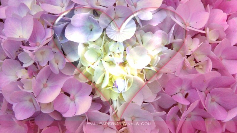Pink Hydrangea Flowers — Calm, Photograph, Heart Shape