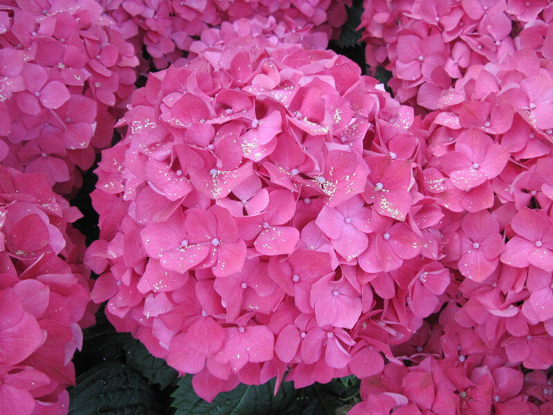 Pink Hydrangea Flowers — Calm, Photograph, Leaves