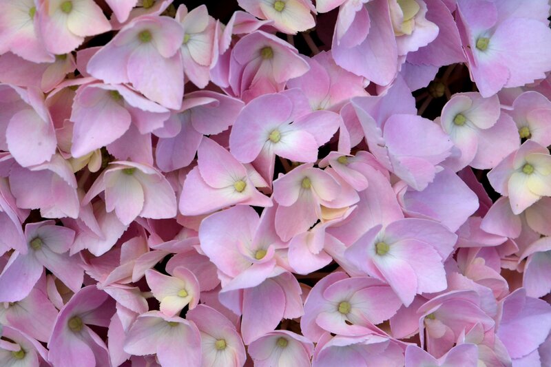 Pink Hydrangea Flowers — Calm, Photograph, Petals, Center