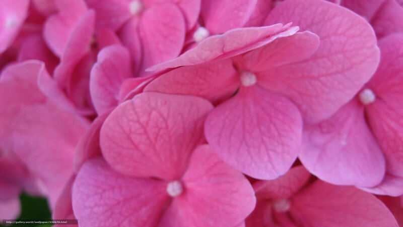 Pink Hydrangea Flowers — Calm, Photograph, Petals, Flower Cluster