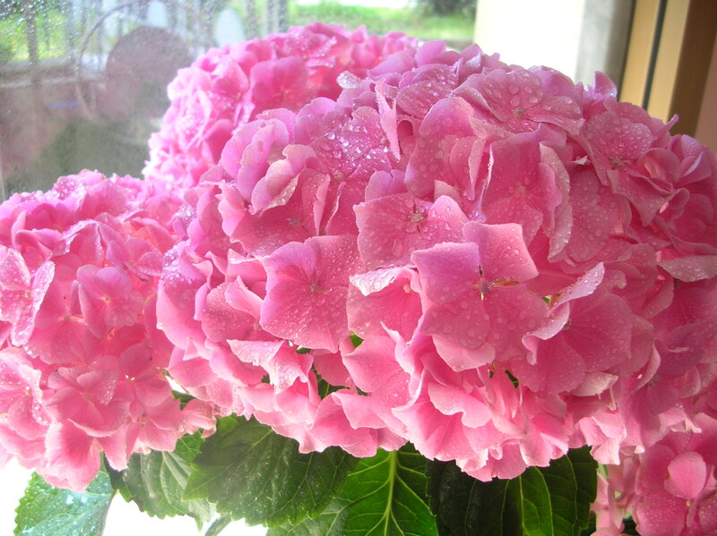 Pink Hydrangea Flowers — Calm, Photograph, Raindrops