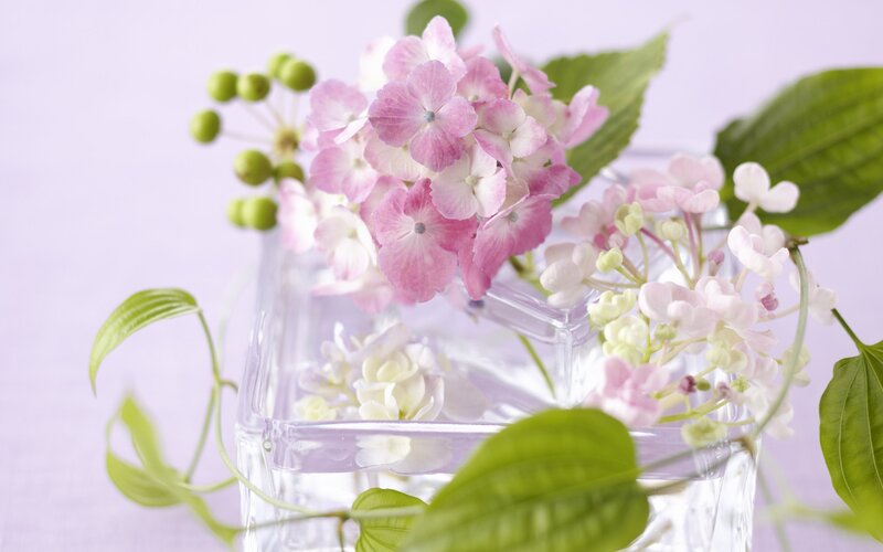 Pink Hydrangea Flowers — Calm, Spring, Photograph, Green Leaves, Glass Vase
