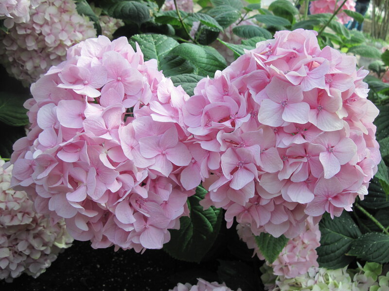 Pink Hydrangea Flowers — Calm, Spring, Photograph, Green Leaves