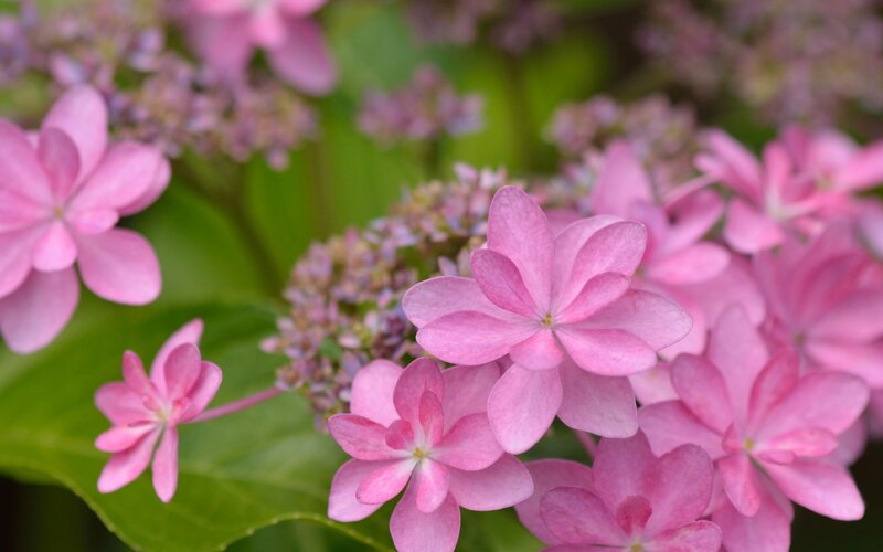 Pink Hydrangea Flowers — Calm, Spring, Photograph, Leaves, Bloom
