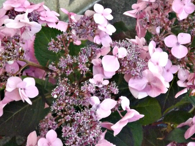 Pink Hydrangea Flowers — Calm, Spring, Photograph, Leaves