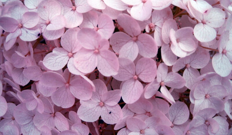 Pink Hydrangea Flowers — Calm, Spring, Photograph, Petals