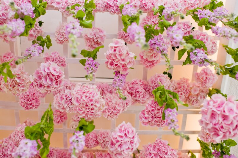 Pink Hydrangea Flowers — Calm, Spring, Photograph