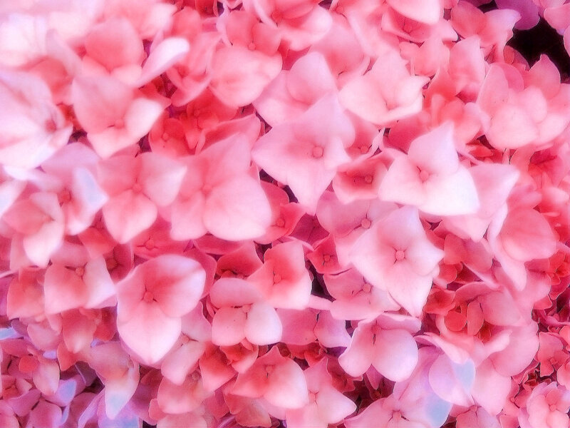 Pink Hydrangea Flowers — Calm, Spring