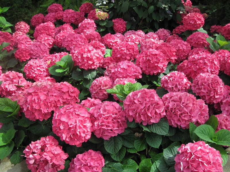 Pink Hydrangea Flowers — Calm, Summer, Photograph, Green Leaves, Bushes