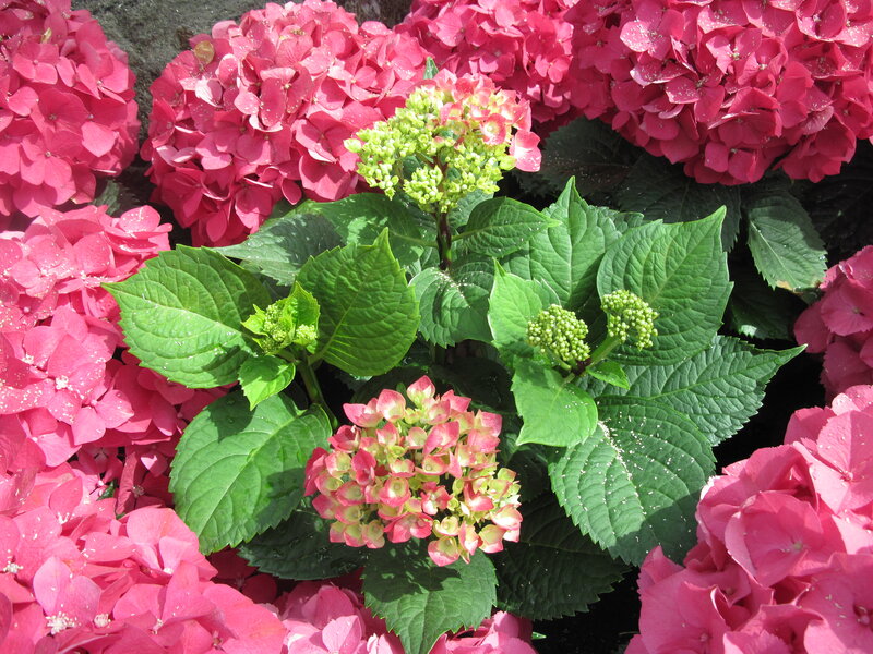 Pink Hydrangea Flowers — Calm, Summer, Photograph, Green Leaves, Flower Buds