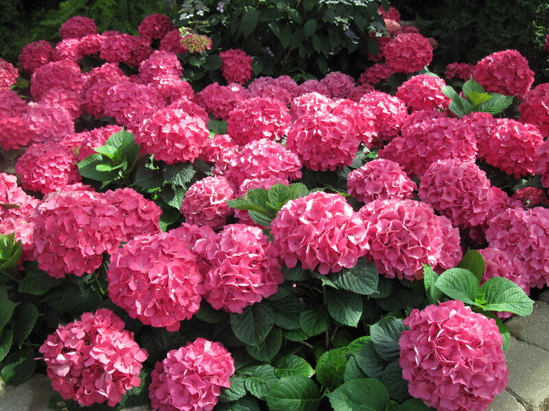 Pink Hydrangea Flowers — Calm, Summer, Photograph, Green Leaves, Garden