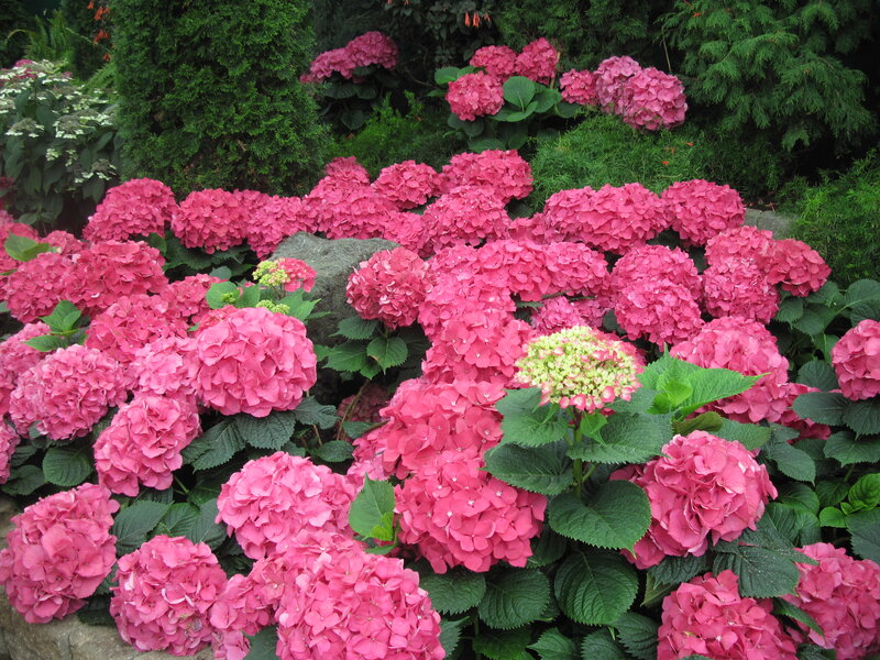 Pink Hydrangea Flowers — Calm, Summer, Photograph, Green Leaves, Rock, Shrub