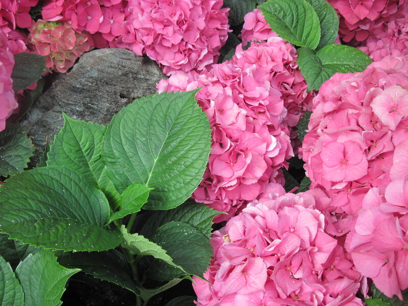 Pink Hydrangea Flowers — Calm, Summer, Photograph, Green Leaves, Rock