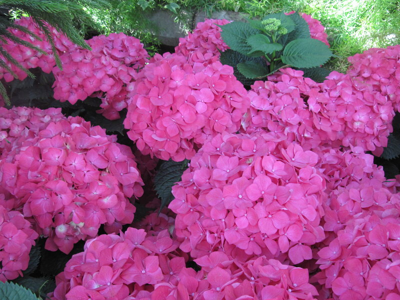 Pink Hydrangea Flowers — Calm, Summer, Photograph, Green Leaves