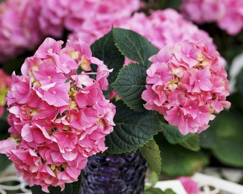 Pink Hydrangea Flowers — Calm, Summer, Photograph, Green Leaves, Vase