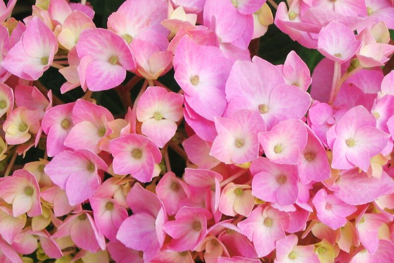 Pink Hydrangea Flowers — Calm, Summer, Photograph, Green Leaves, White