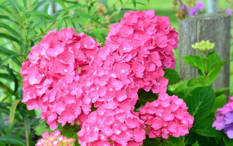 Pink Hydrangea Flowers — Calm, Summer, Photograph, Green Leaves, Wooden Post