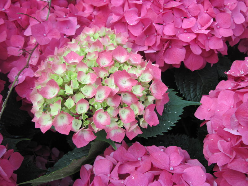 Pink Hydrangea Flowers — Calm, Summer, Photograph, Leaves