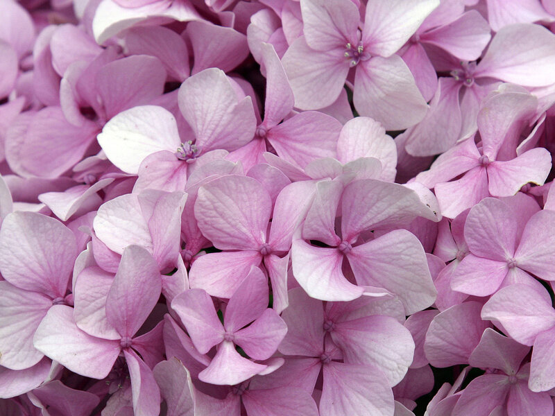 Pink Hydrangea Flowers — Calm, Summer, Photograph