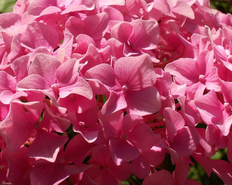 Pink Hydrangea Flowers — Calm