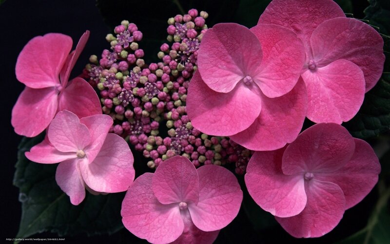 Pink Hydrangea Flowers — Dramatic, Photograph, Buds