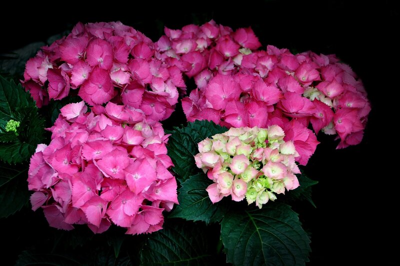 Pink Hydrangea Flowers — Dramatic, Photograph, Green Leaves