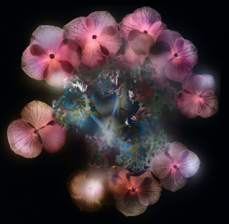 Pink Hydrangea Flowers — Ethereal