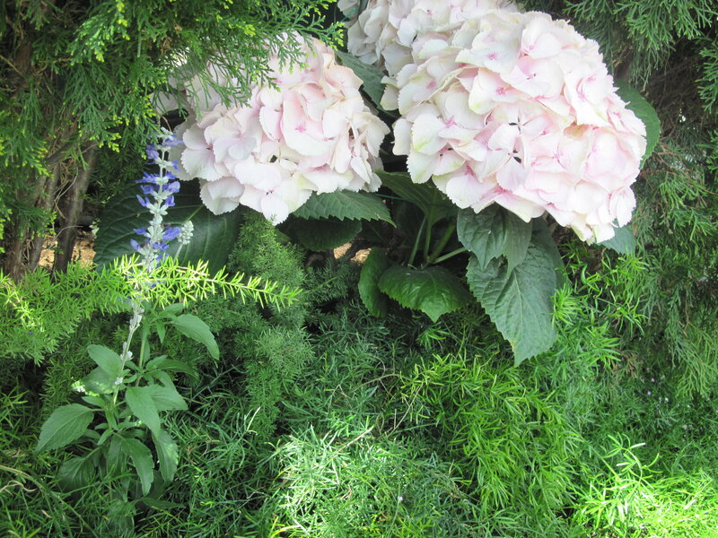 Pink Hydrangea Flowers — Green
