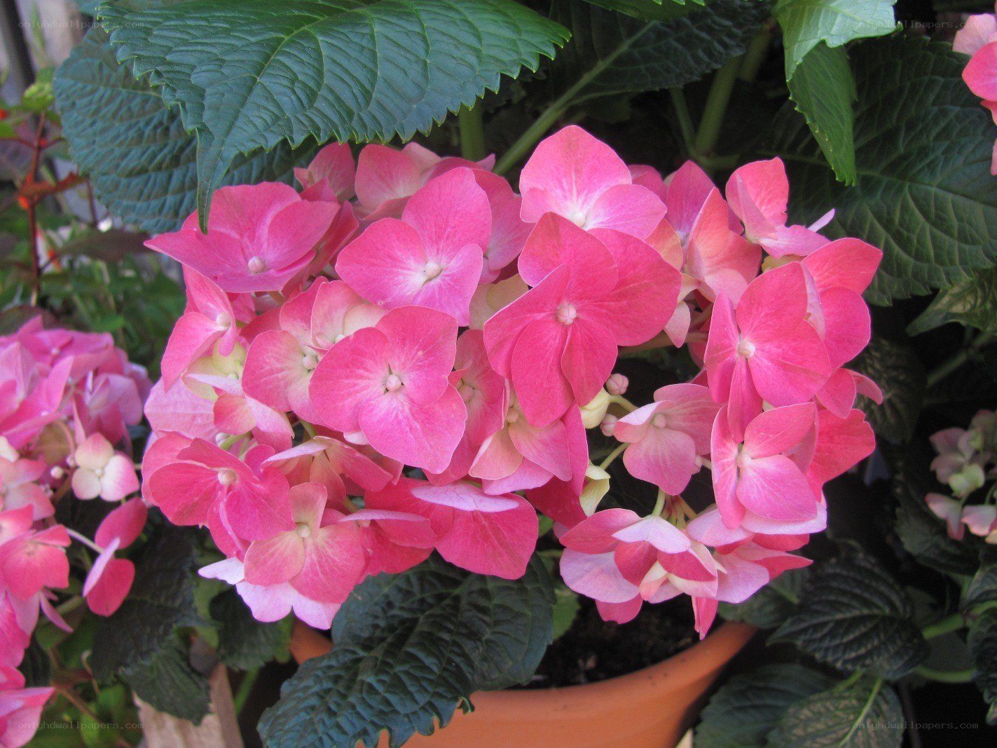 Pink hydrangea flowers in bloom