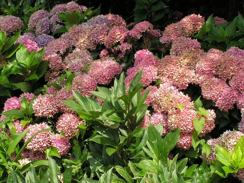 Pink hydrangea flowers in bloom