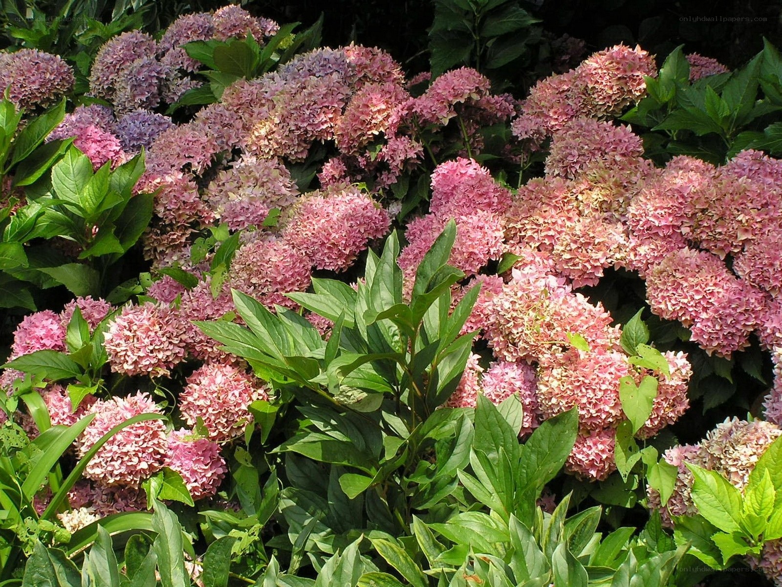 Pink hydrangea flowers in bloom