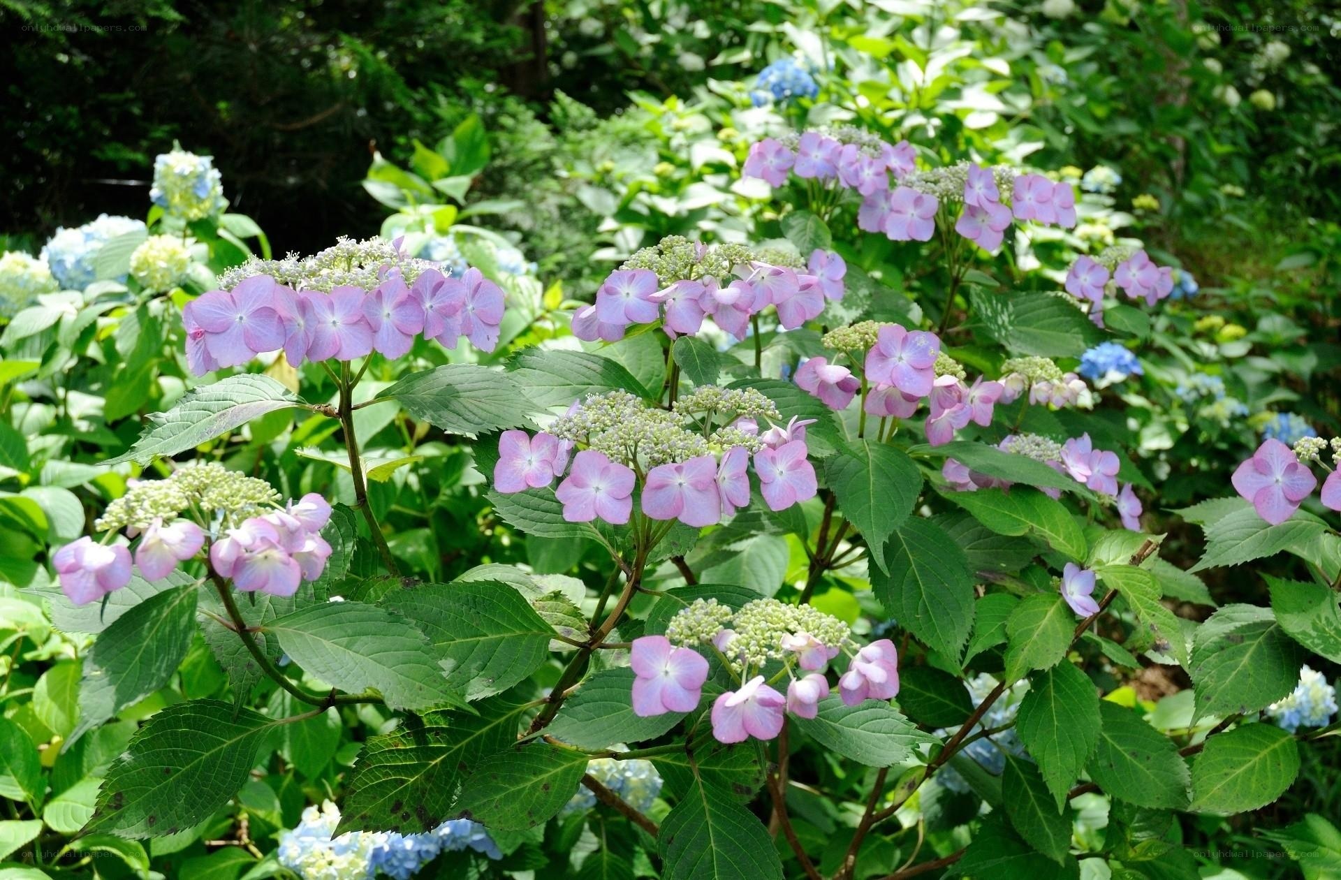pink hydrangea flowers in garden