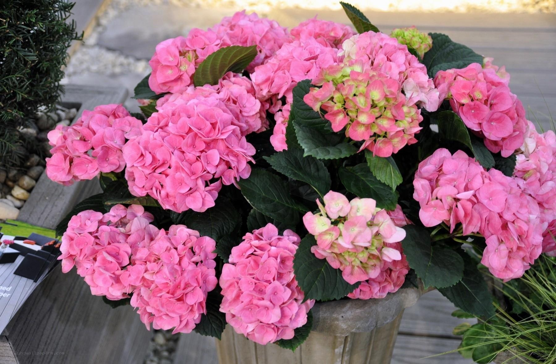 Pink hydrangea flowers in pot