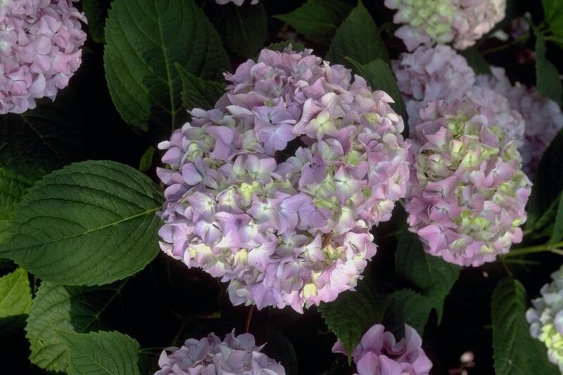 Pink Hydrangea Flowers — Purple, Calm, Photograph, Green Leaves