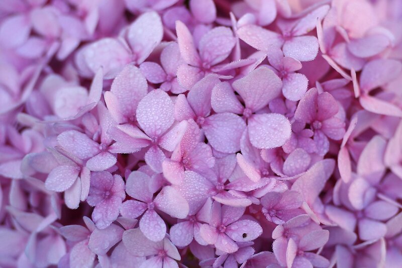 Pink Hydrangea Flowers — Purple, Calm, Photograph