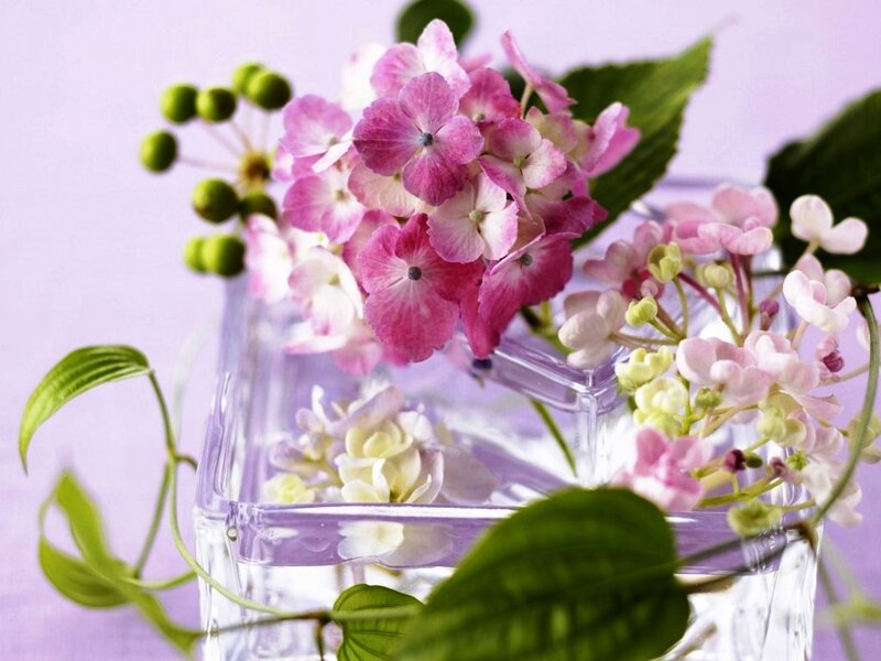 Pink Hydrangea Flowers — Purple, Calm