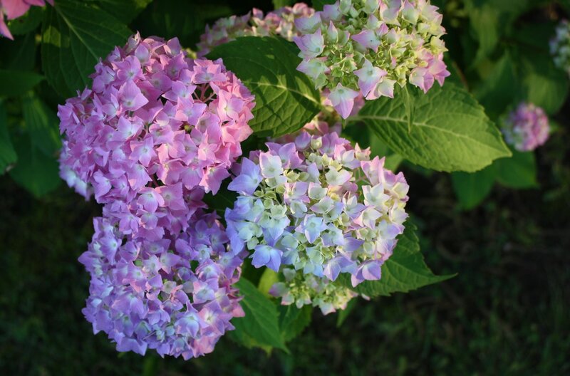 Pink Hydrangea Flowers — Purple, Serene, Afternoon